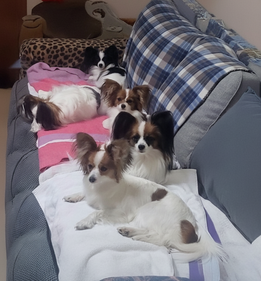 Maffra Dog Show events in dog-friendly country stay in Happy Days Accommodation in Tinamba near Maffra Gippsland Victoria Tinamba Hotel Family Accommodation
