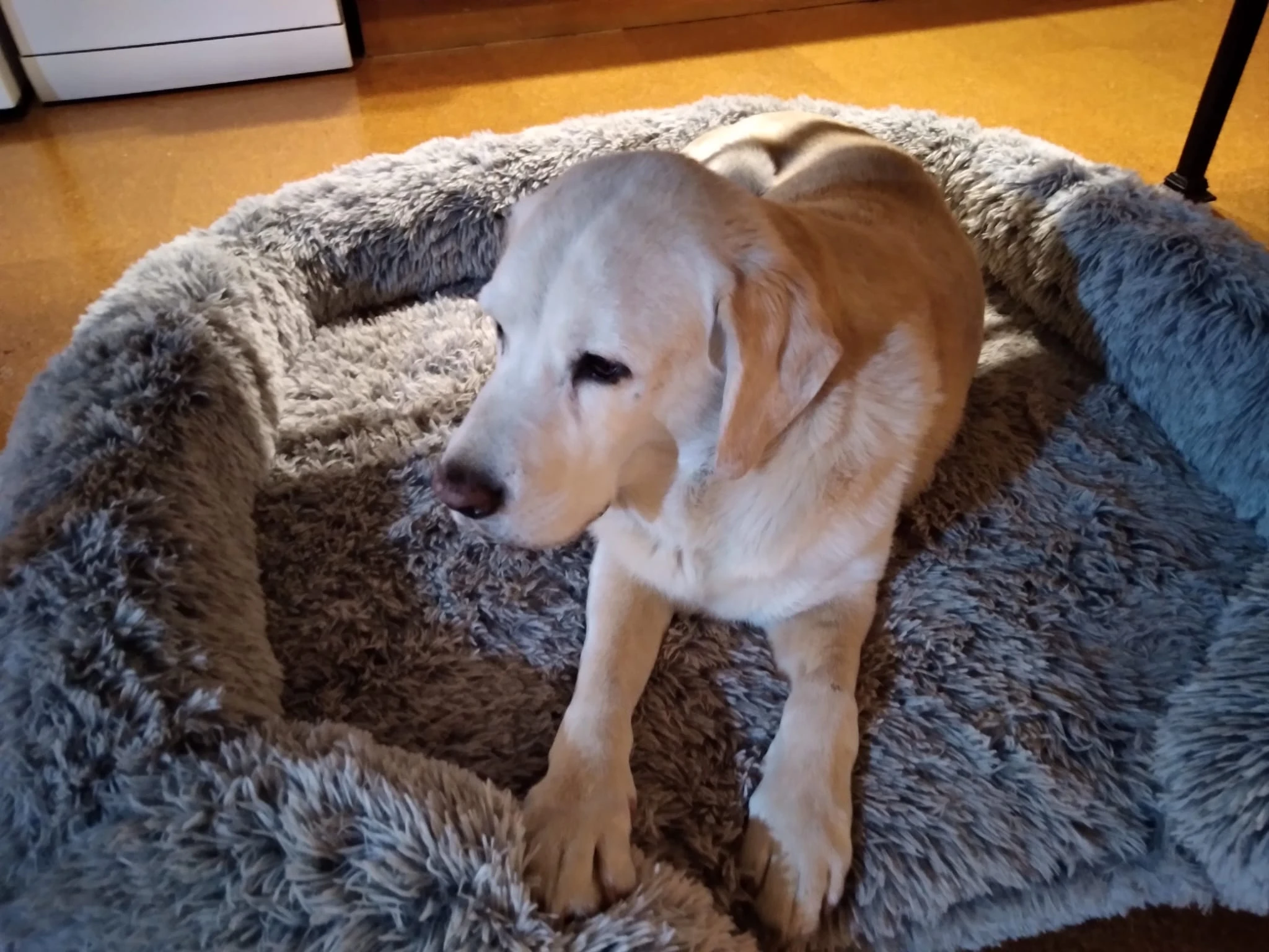 Dog relaxing on pet-friendly dog bed at Happy Days Accommodation near Maffra, Victoria