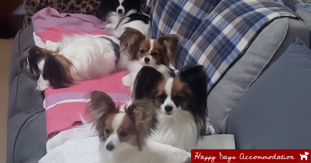 Happy Days Accommodation Dog-friendly stays and walks near Maffra and Tinamba Hotel
