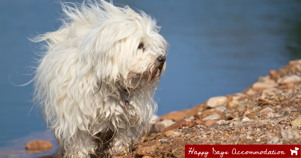 Lake Glenmaggie Foreshore Happy Days Accommodation Dog-friendly stays and walks near Maffra and Tinamba Hotel