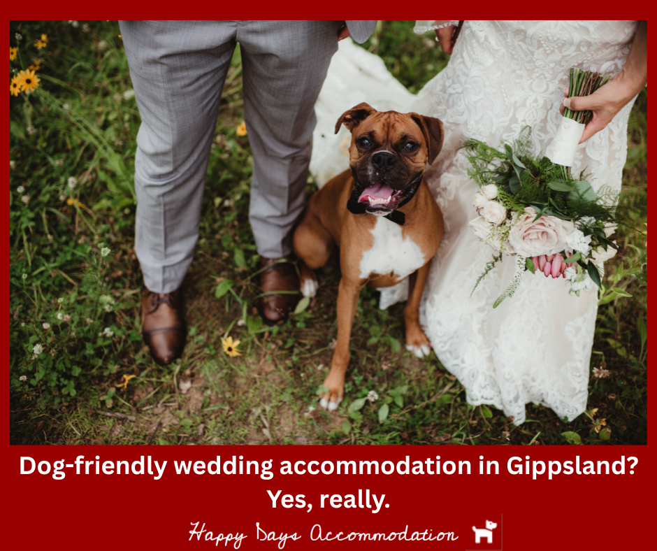 Dog friendly micro-wedding in central Gippsland Happy Days Accommodation