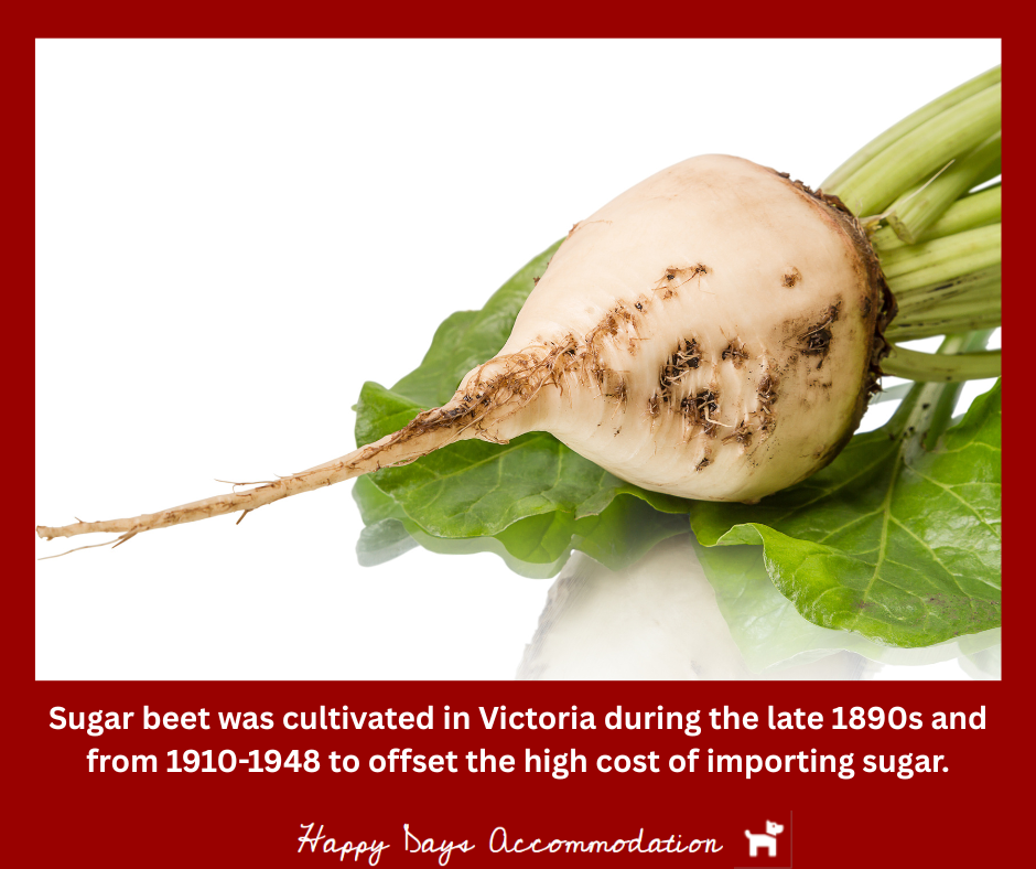 sugar beet was cultivated in Victoria during the late 1890s to offset the high cost of importing sugar maffra sugar beet museum things to do in maffra happy days accommodation dog friendly