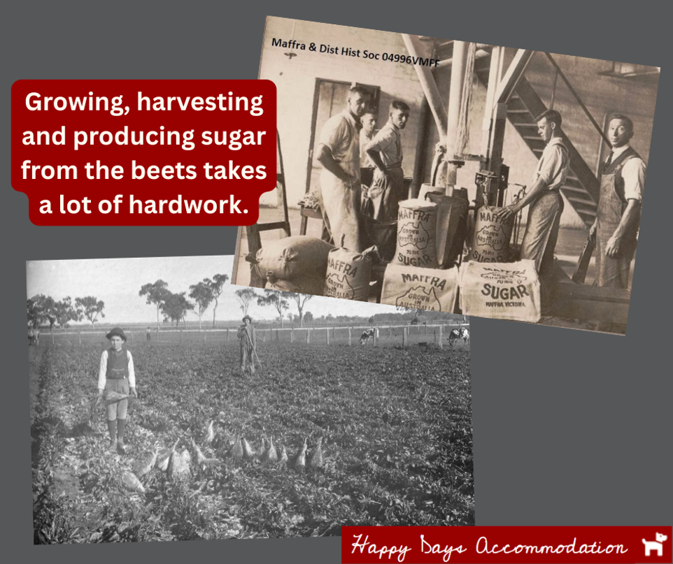 growing harvesting and producing sugar from the beets take a lot of hard work sugar beet museum in maffra happy days accommodation