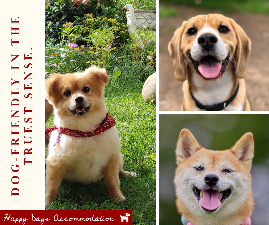 Three happy dogs in the garden at Happy Days Accommodation, a genuinely dog-friendly base for a Gippsland winery weekend