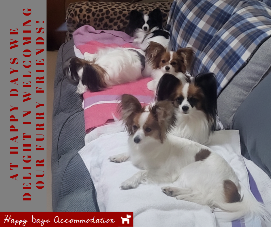 Four Papillon dogs relaxing together on a couch at dog-friendly Happy Days Accommodation in Tinamba