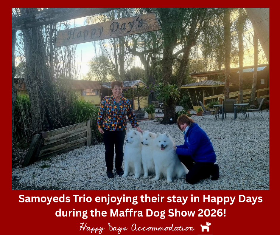 Guests from Happy Days Accommodation with three fluffy white Samoyeds at the property entrance during Maffra Dog Show weekend, Tinamba